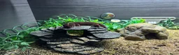 Gecko reptiles for sale: Fat Tailed Gecko for sale! (Enclosure included) - Advert 1