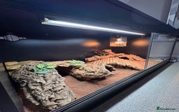 Bearded Dragon reptiles for sale: Bearded Dragon + Large Vivarium & Full Setup - Image 3