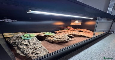 Bearded Dragon reptiles - Advert 3