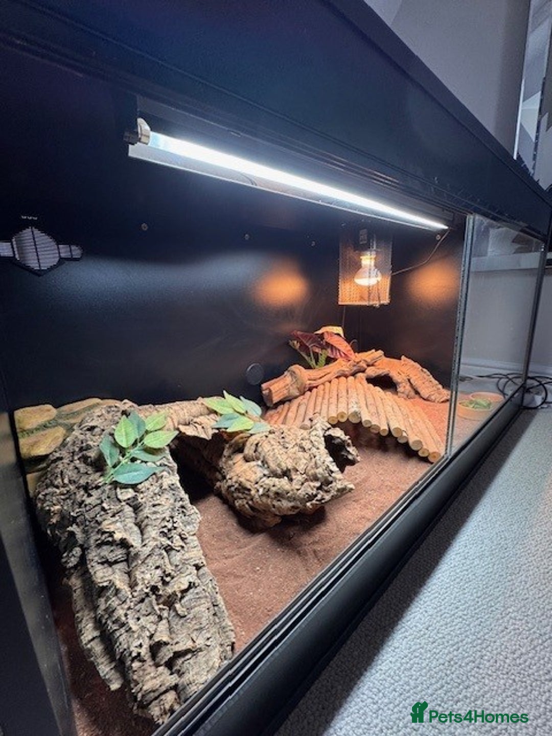 Bearded Dragon reptiles for sale: Bearded Dragon + Large Vivarium & Full Setup - Image 3