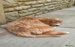 Mini Goldendoodle dogs for sale: F1 miniature golden doodle puppies  - Image 4