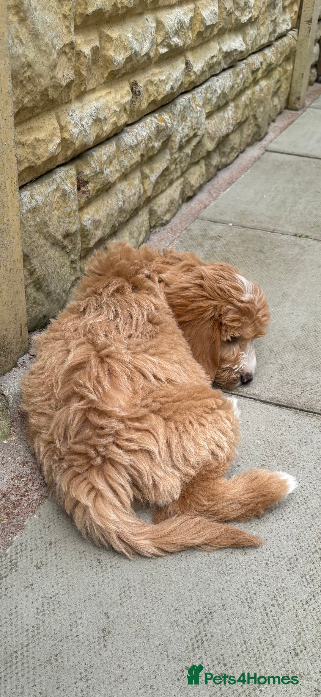 Mini Goldendoodle dogs for sale: F1 miniature golden doodle puppies  - Image 4