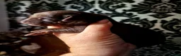 Mexican Hairless dogs for sale: NEW intermediate size. - Advert 1