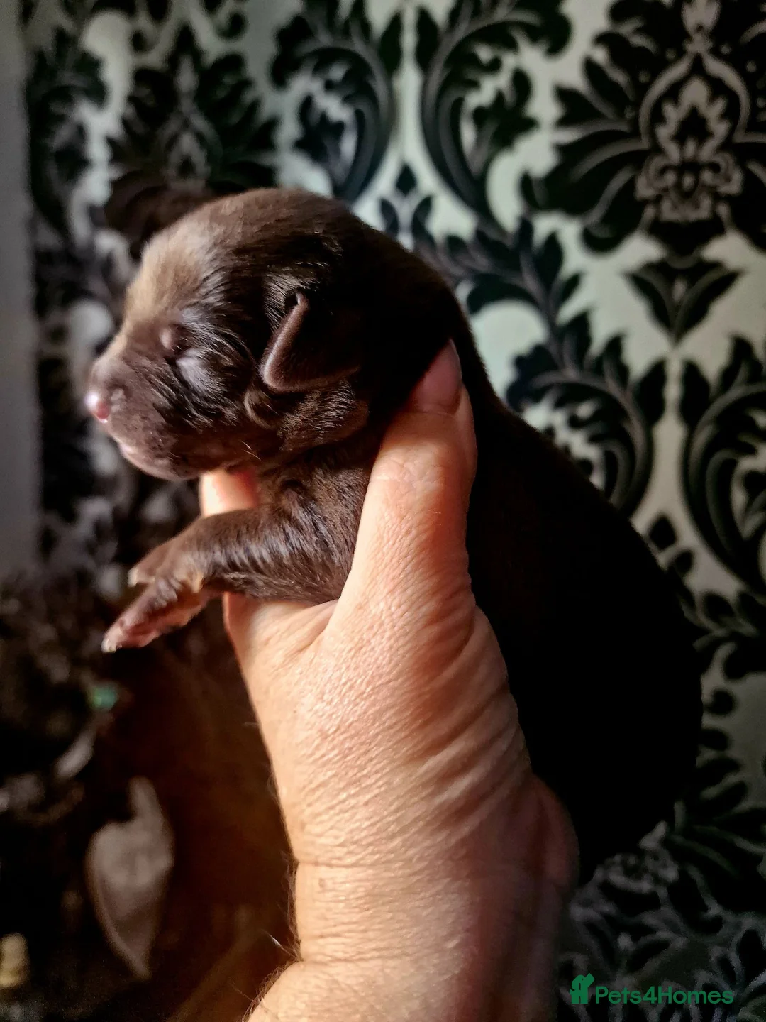 Mexican Hairless dogs for sale: NEW intermediate size. - Advert 1