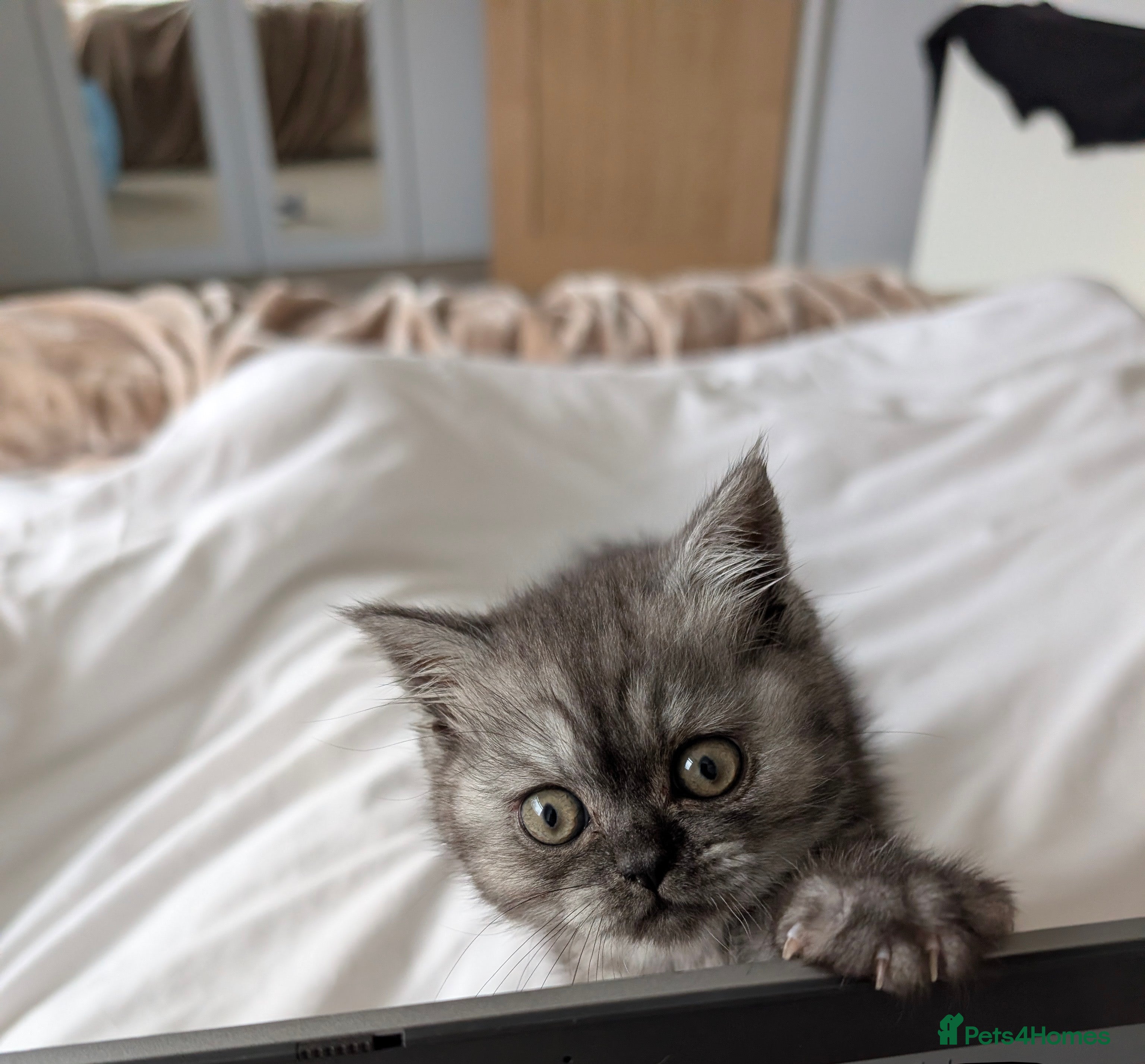 Mixed Breed cats Half British Short Hair & Half Persian Kitten - Advert 12