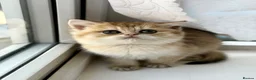 British Shorthair cats for sale: Golden odd eye BSH kitten - Advert 12