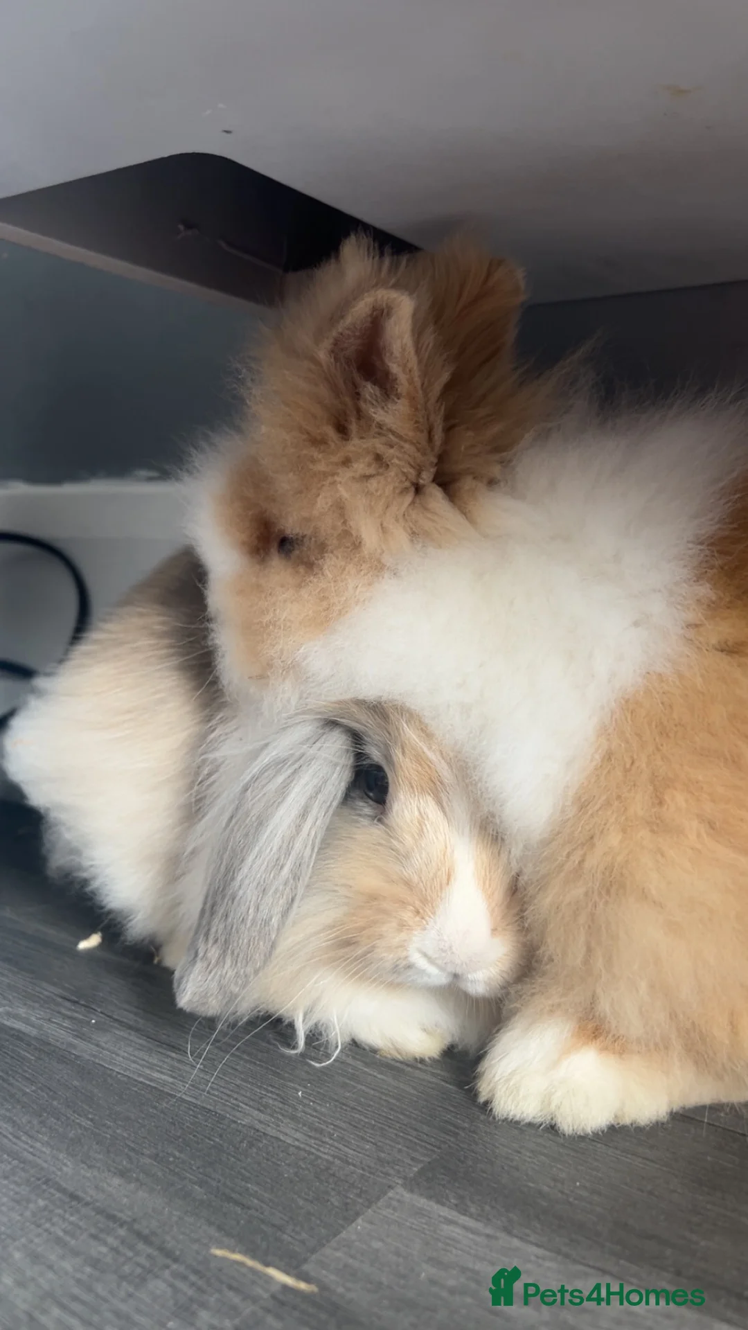 Mixed Breed rabbits for sale: 2 male rabbits in Ashton-under-Lyne - Advert 1