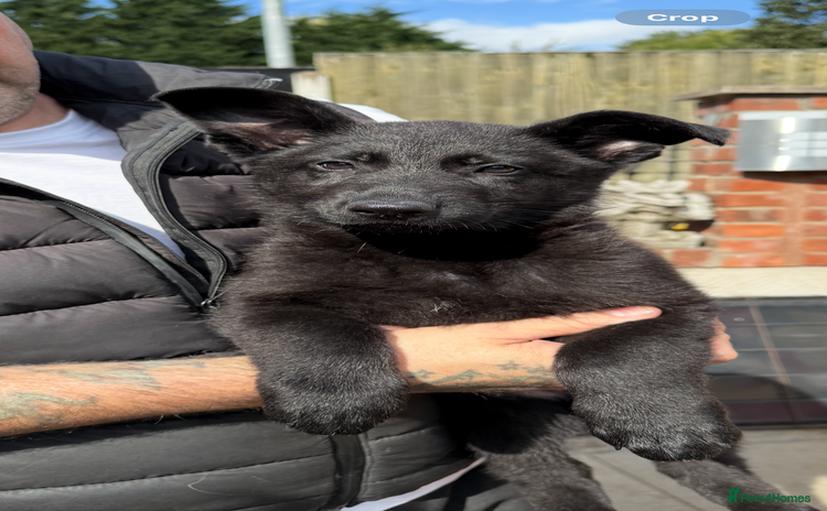 German Shepherd dogs - Advert 7