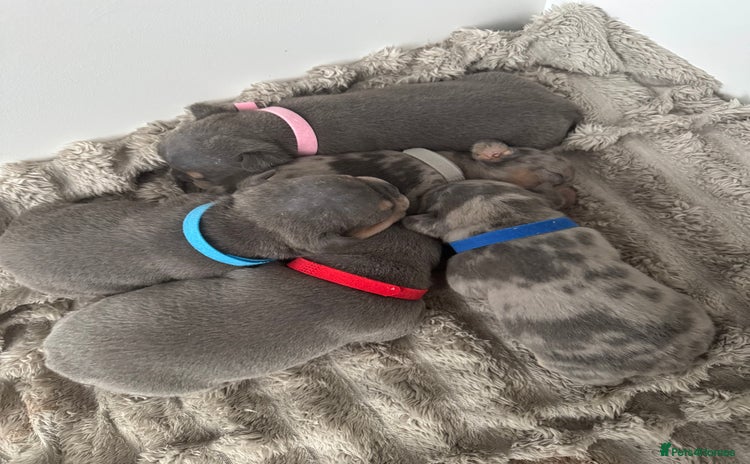 Mixed Breed dogs - Advert 3