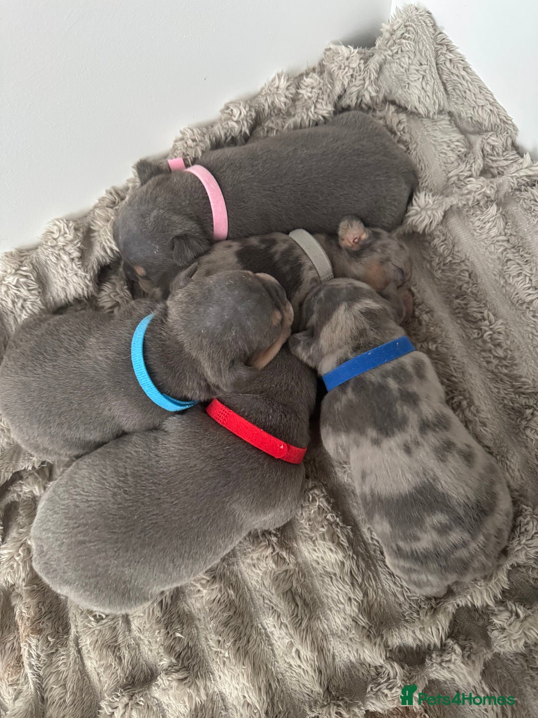 Mixed Breed dogs for sale: 5 beautiful frenchie x English bulldogs for sale  - Image 1