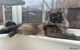 Maine Coon cats for stud: Proven GCCF & TICA Black Smoke stud in Bolton - Image 5