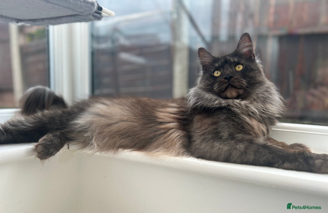Maine Coon cats for stud: Proven GCCF & TICA Black Smoke stud in Bolton - Image 5