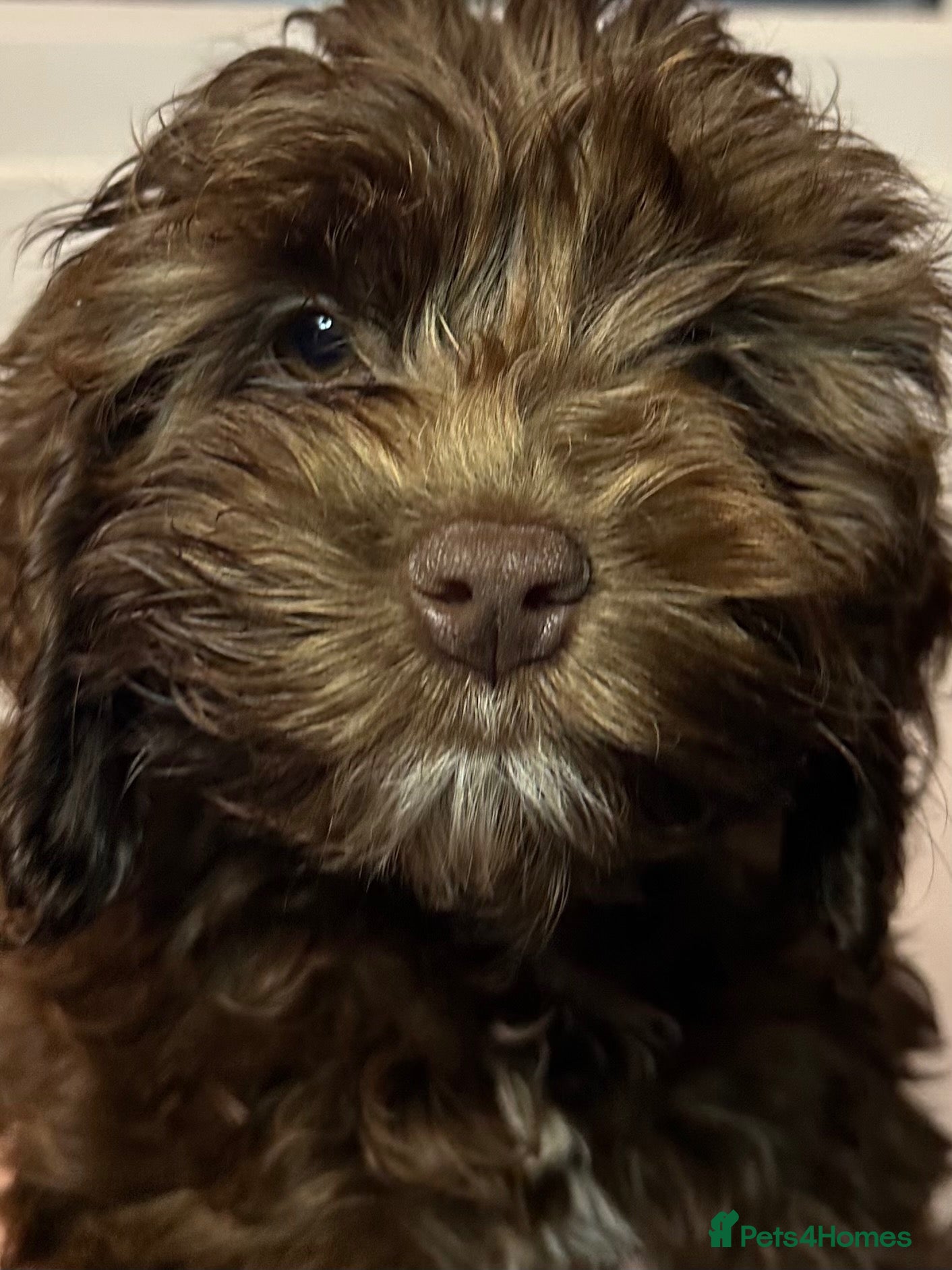Cockapoo dogs Toy Cockapoo puppies READY NOW! - Advert 6