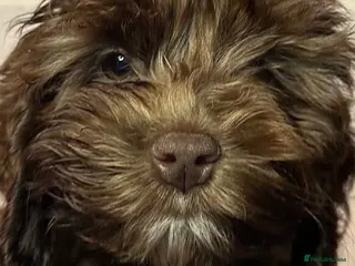 Cockapoo dogs Toy Cockapoo puppies READY NOW! - Advert 6
