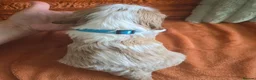Cavalier King Charles Spaniel dogs for sale: KC Registered Cavalier King Charles Puppies - Advert 7
