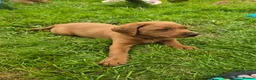 Labrador Retriever dogs for sale: STUNNING FOX RED BOYS - READY TO GO - Advert 5