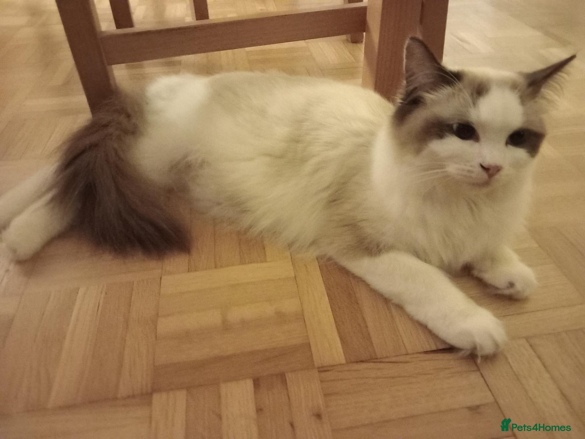 Ragdoll cats Two Ragdoll kittens available - Advert 3