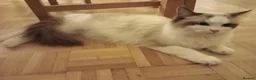 Ragdoll cats for sale: Two Ragdoll kittens available in Buckhurst Hill - Advert 1