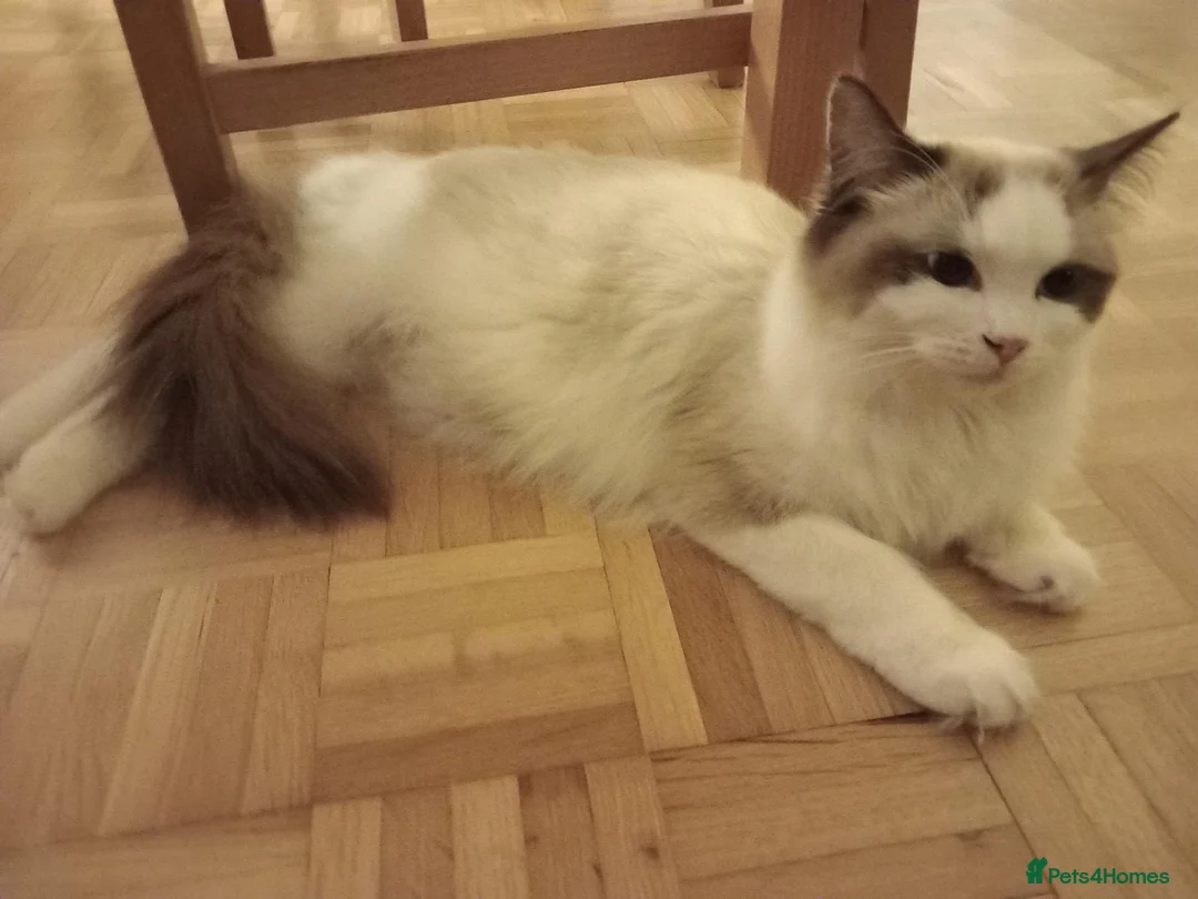Ragdoll cats for sale: Two Ragdoll kittens available in Buckhurst Hill - Advert 1