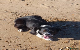 Border Collie dogs for sale: Female Short Hair Border Collie - Advert 7
