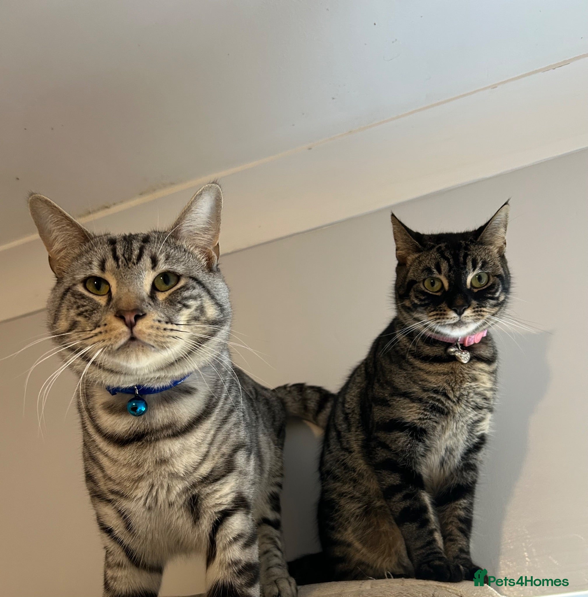 Mixed Breed cats Half bengal kittens  - Advert 5