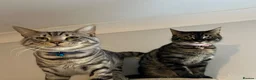 Mixed Breed cats for sale: Half bengal kittens  in Pentre - Advert 1