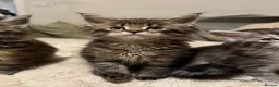 Maine Coon cats for sale: Maine coon kittens - Advert 15