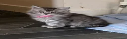 Maine Coon cats for sale: Maine coon kittens  - Advert 7