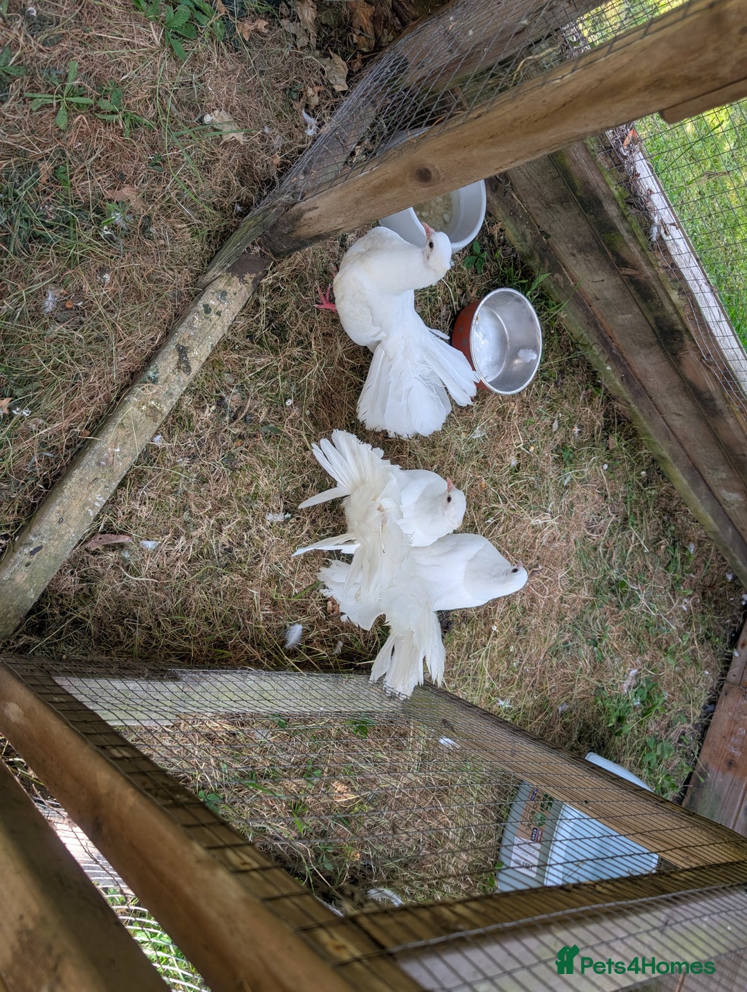 Pigeons birds for sale: Beautiful Pure White Fantail Doves  - Advert 2