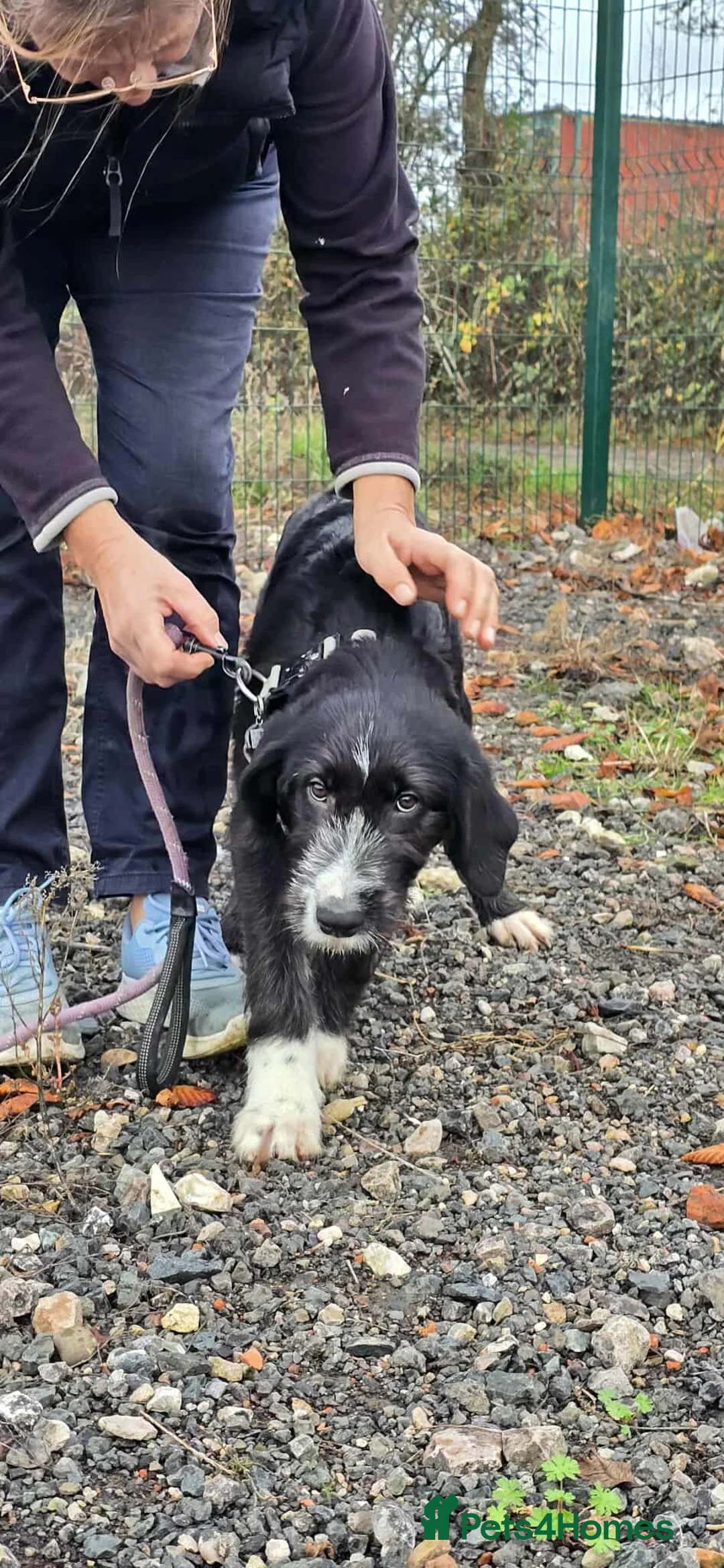 Mixed Breed dogs for adoption: DONNIE - Guardian breed experience required  - Advert 7