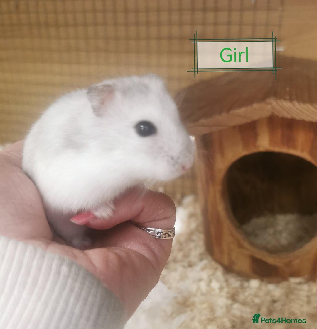 Hamster rodents for sale: Winter white dwarf hamsters  - Image 2