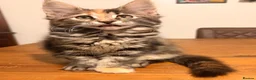 Maine Coon cats for sale: Maine coon kittens ready now, 1girl 1boy left  - Advert 6