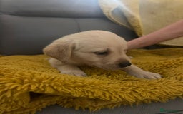 Goldador dogs for sale: GOLDADOR PUPPIES - Image 6