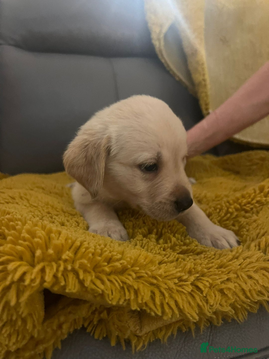 Goldador dogs for sale: GOLDADOR PUPPIES - Image 6