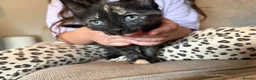 Mixed Breed cats for sale: 3 female kittens - Advert 17