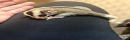 Sugar Glider rodents for sale:  Mosaic Male sugar glider  in Wolverhampton - Advert 4