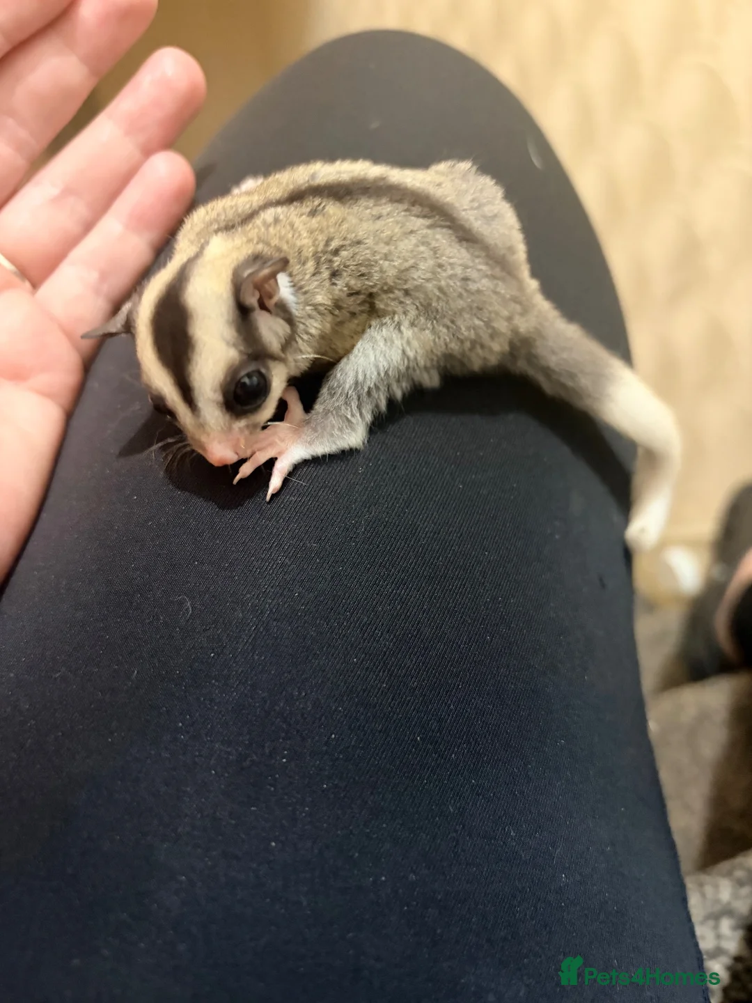 Sugar Glider rodents for sale:  Mosaic Male sugar glider  in Wolverhampton - Advert 4
