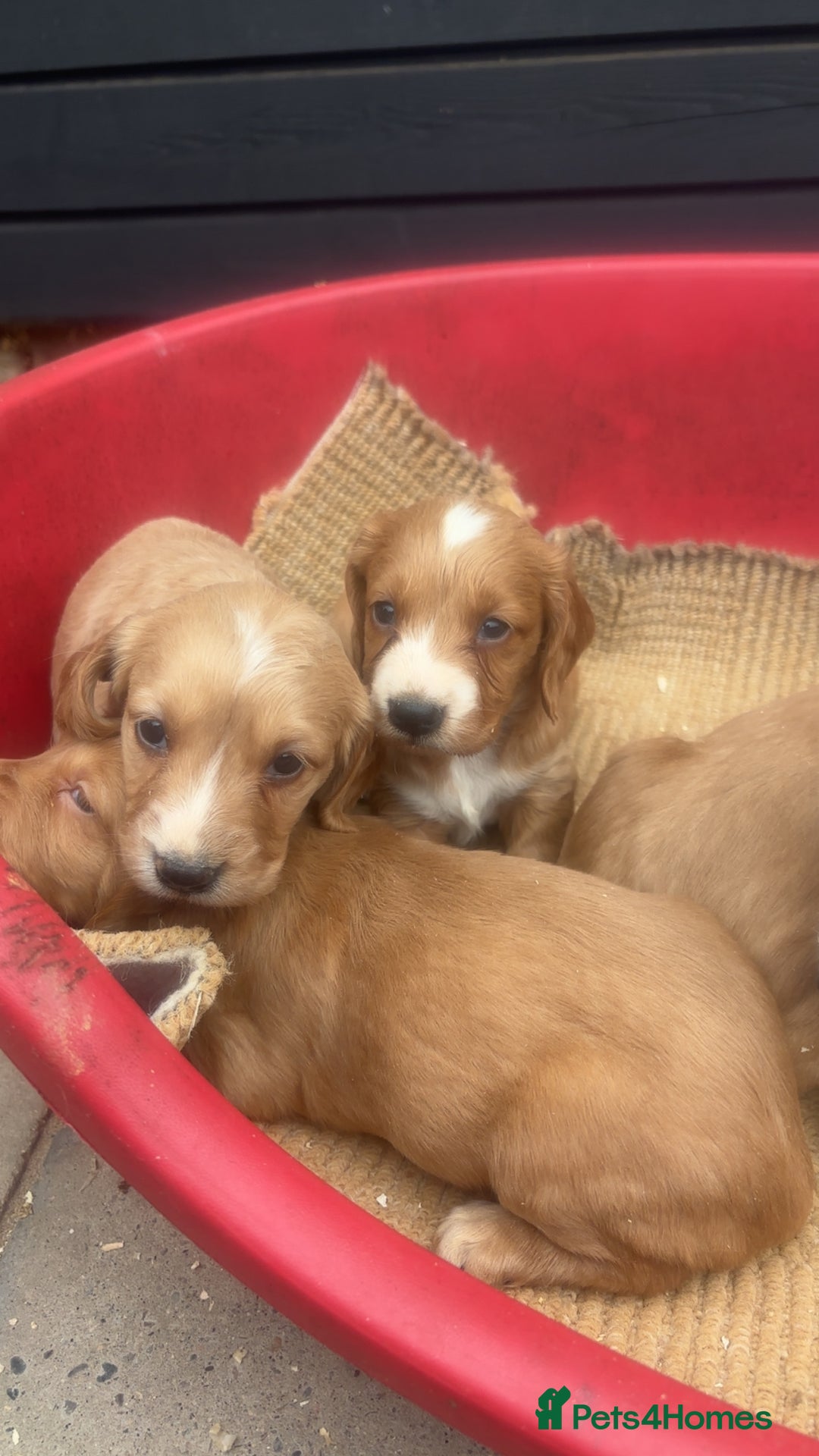 Sprocker dogs for sale: Beautiful Sprocker Puppies - Image 18
