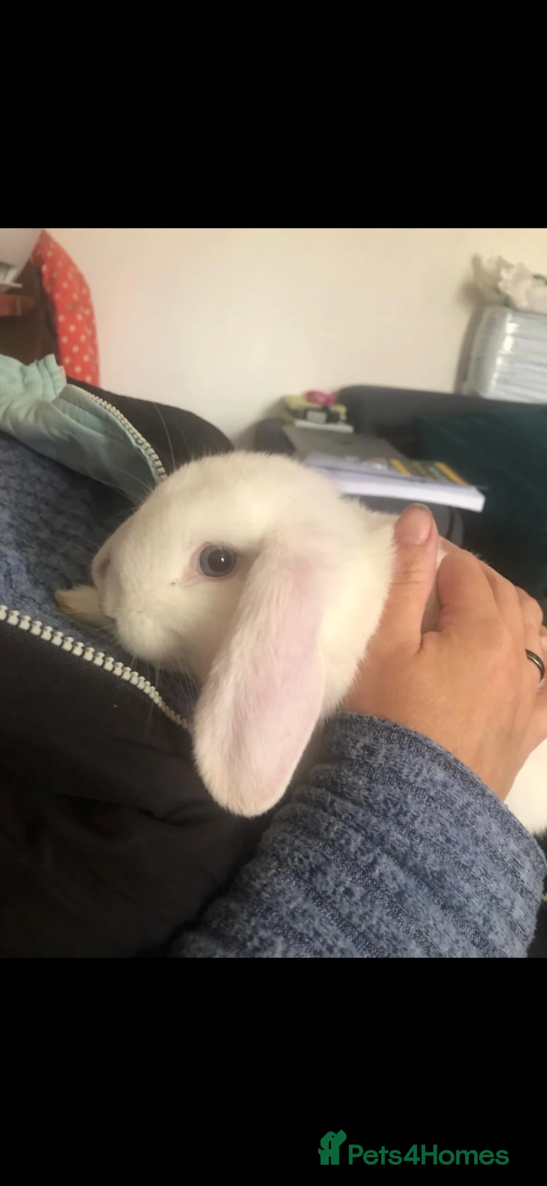 English Lop rabbits for sale: English blue eyed Lop - Advert 2