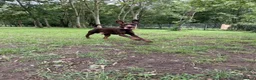 Dobermann dogs for sale:  Beautiful Doberman boy - Kc registered  - Advert 4