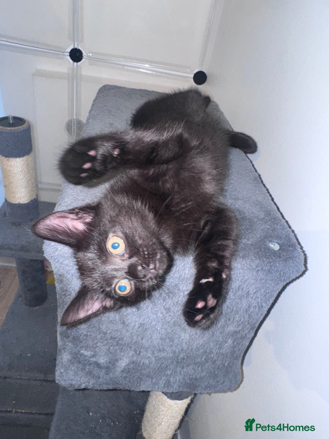 Mixed Breed cats for sale: Kittens for sale  - Advert 4