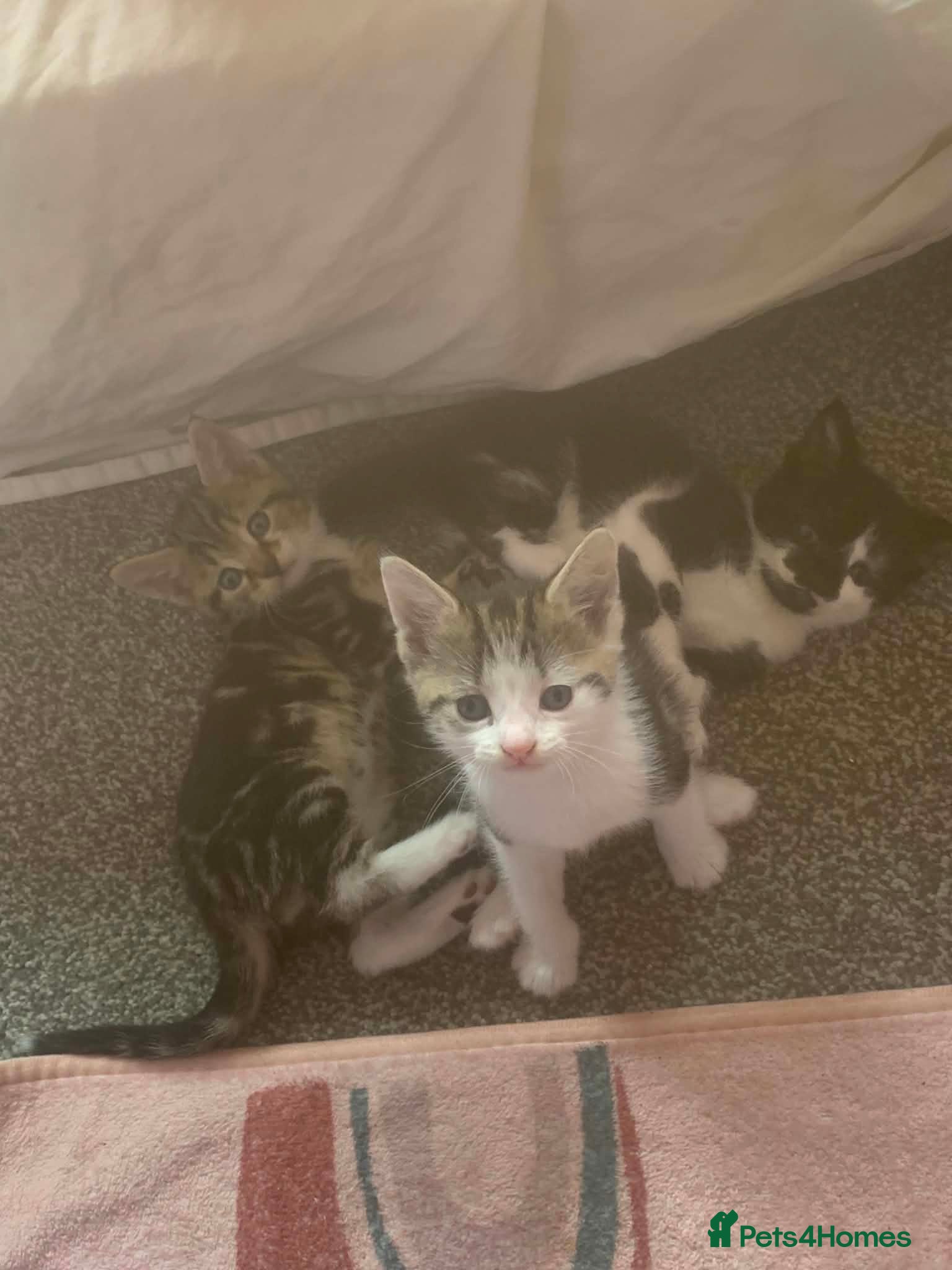 Mixed Breed cats 9 week old Kitten - Advert 2