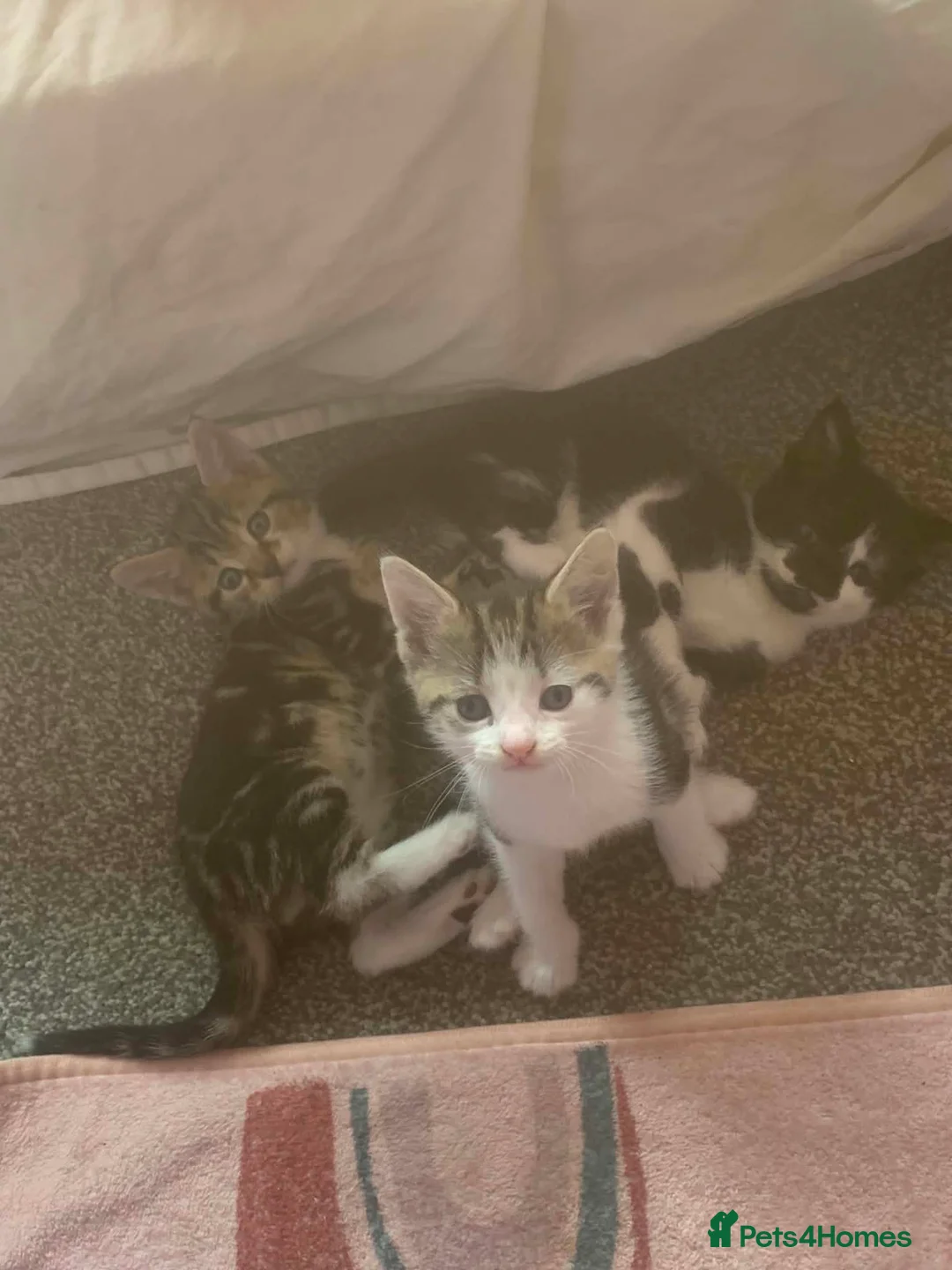 Mixed Breed cats for sale: 9 week old Kitten - Advert 1
