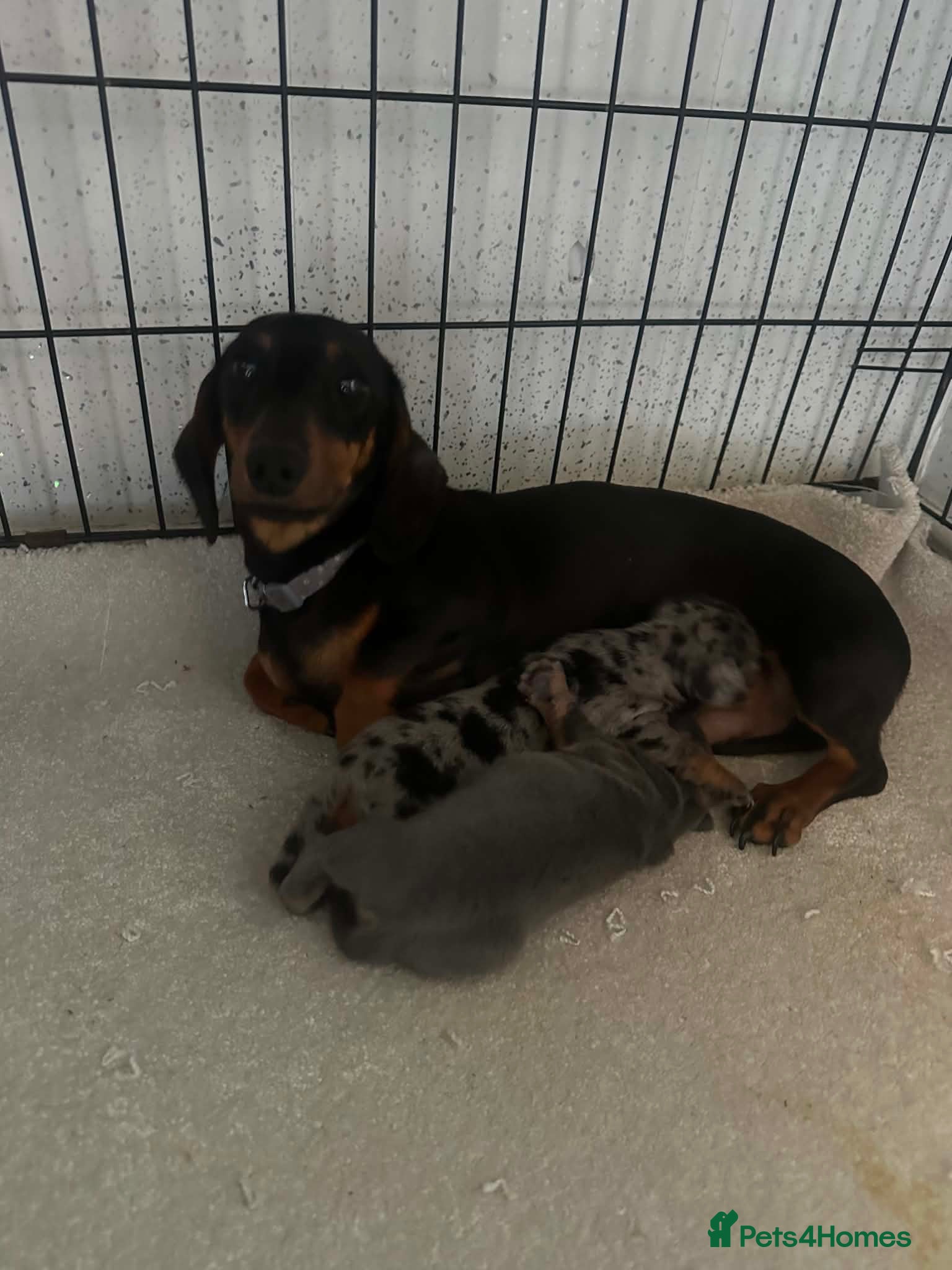 Dachshund dogs Dachshund boy puppy  - Advert 10