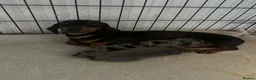Dachshund dogs for sale: Dachshund boy puppy  in Walsall - Advert 1
