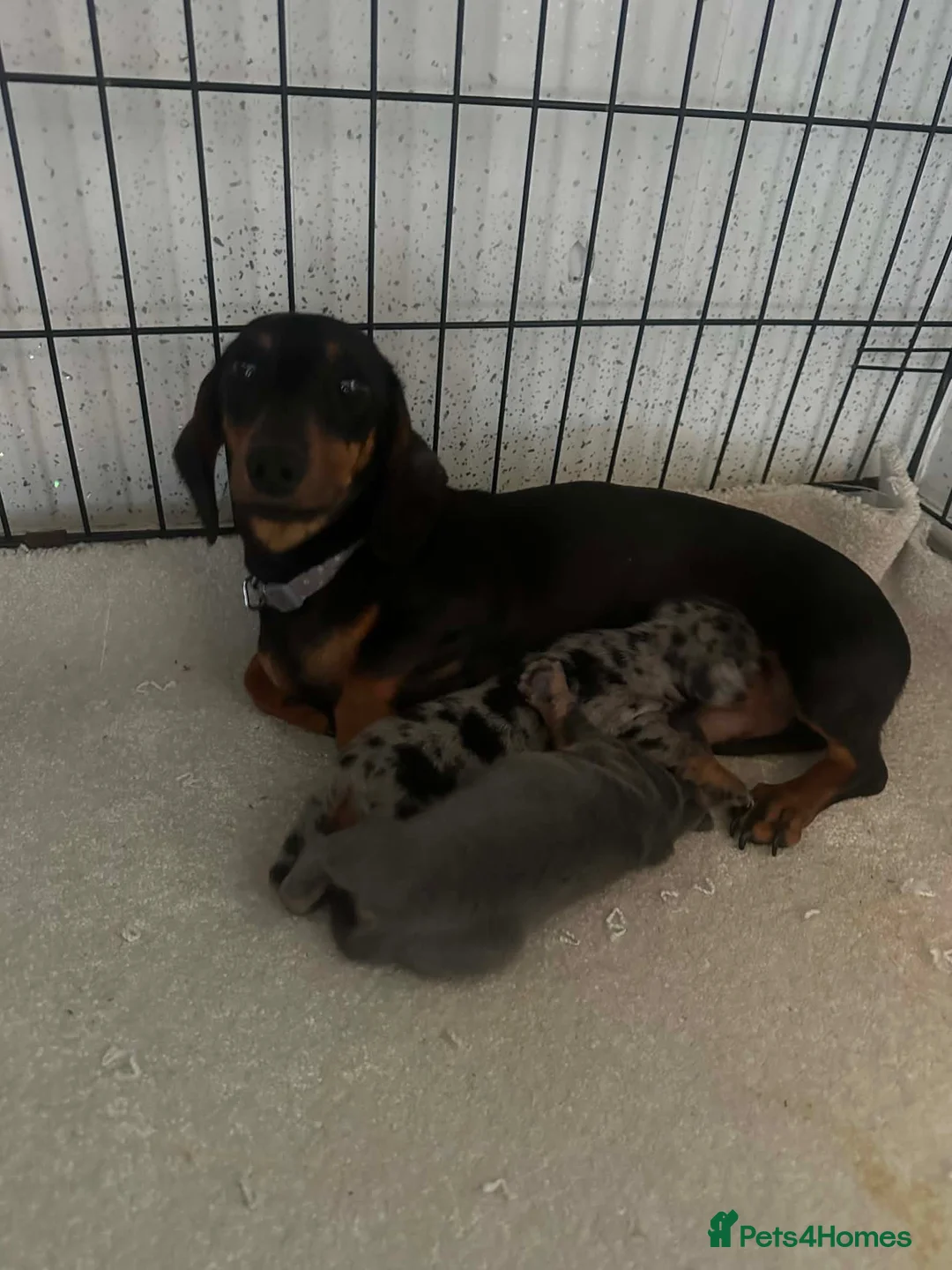 Dachshund dogs for sale: Dachshund boy puppy  in Walsall - Advert 1