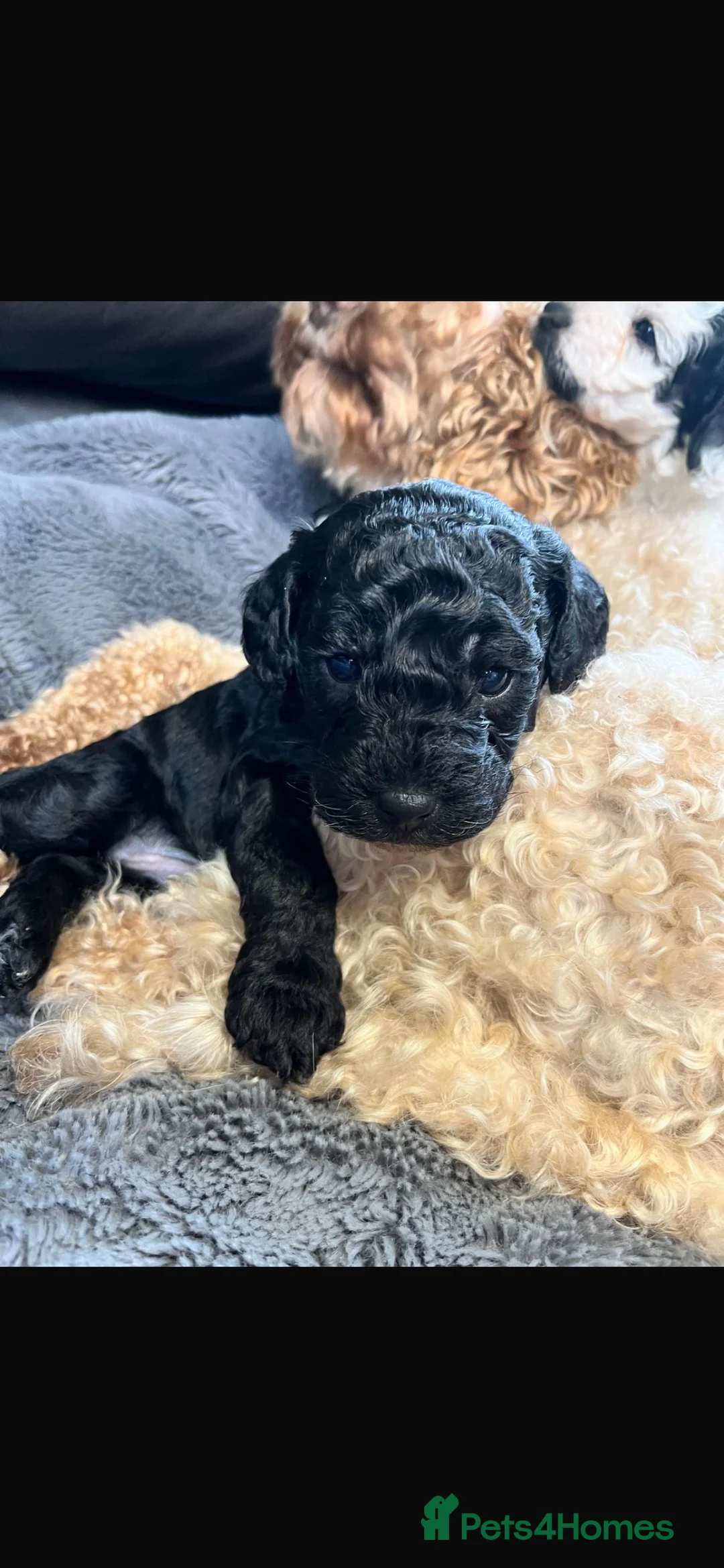 Cavapoo dogs for sale: Stunning litter Cavapoo pups  in Hereford - Advert 3