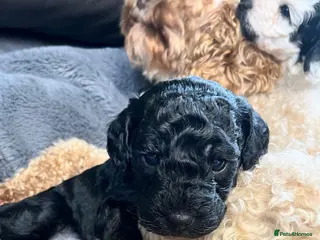 Cavapoo dogs Stunning litter Cavapoo pups - Advert 8
