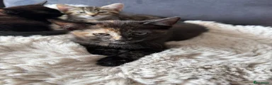 Domestic Shorthair Female 1