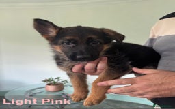 German Shepherd dogs for sale: Stunning KC Registered German Shepherd Puppies  - Image 7